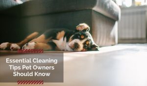 Essential pet cleaning tips